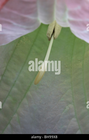 Die Engelstrompete (Brugmansia Igea). Stockfoto