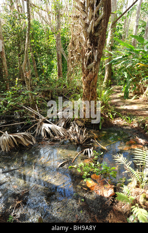 Bäume und Baumstümpfe in den Sumpfgebieten von Florida Everglades USA Stockfoto