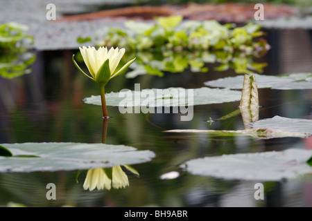 Gelbe Seerose - Nymphaea Mexicana. Stockfoto