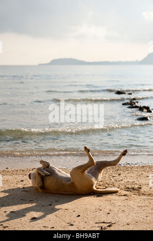 Hund am Gapang Strand, Pulau Weh, Sumatra, Indonesien. Stockfoto