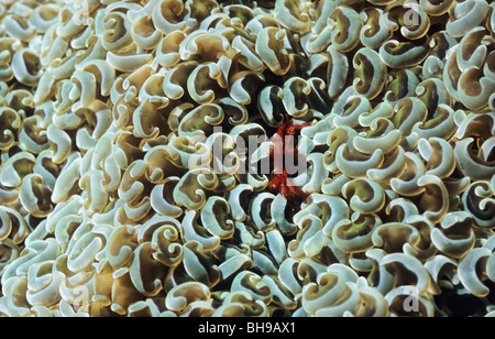 Orang Utan Krabbe. Achaeus Japonicus. in einem Euphyllia Ancora Coral. Komodo Nationalpark. Indonesien. Asien. Stockfoto