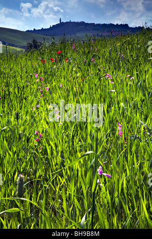 Pienza gesehen über ein Feld von wilden Blumen in Val d ' Orcia, Toskana, Italien Stockfoto