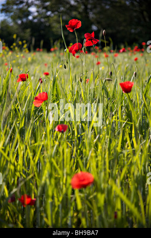 Mohn Blumen in einem Feld in der schönen Landschaft des Val d ' Orcia, Toskana, Italien Stockfoto