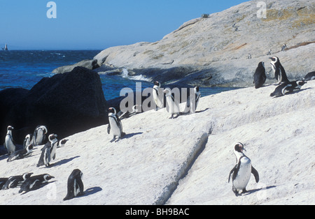 PINGUINE AM BOULDERS BEACH, FELSBROCKEN, PENGUIN ROOKERY, IN DER NÄHE VON SIMON' S TOWN, CAPE TOWN, KAPSTADT, SÜDAFRIKA Stockfoto