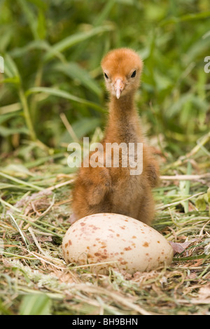 Eurasian Crane Küken (Grus Grus) am Nest. Zweite Ei der Kupplung noch auf Chip; asynchrone schlüpfen. Stockfoto