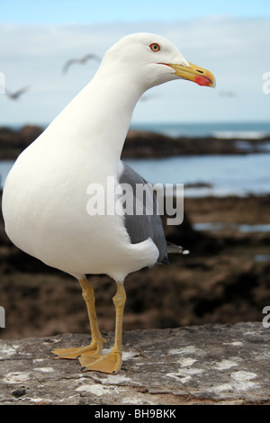 Möwe-Porträt in Essaouira, Marokko Stockfoto