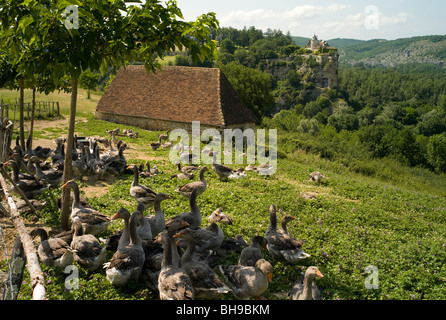 Eine Schar von Gänsen im Perigord, Dordogne, Nouvelle-Aquitaine, Frankreich, Europa mit Schloss im Hintergrund Stockfoto