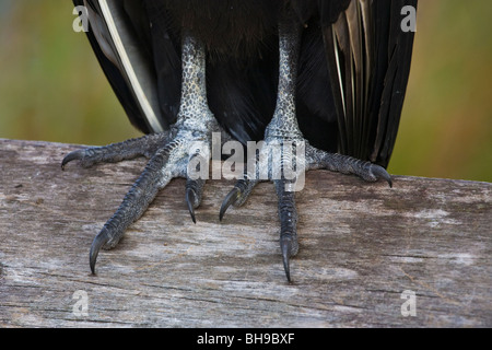 Detail der Füße und Krallen ein Mönchsgeier hautnah Stockfoto