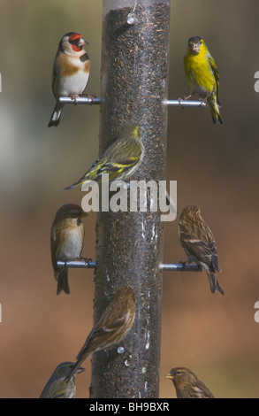 Gut gebrauchte Vogelhäuschen! Niger Samen Zuführung von Zeisige, Birkenzeisige und Stieglitz besucht. New Forest, Hampshire Stockfoto