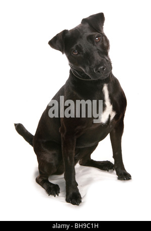 Patterdale Terrier einzigen Erwachsenen Hundesitting-Studio Stockfoto