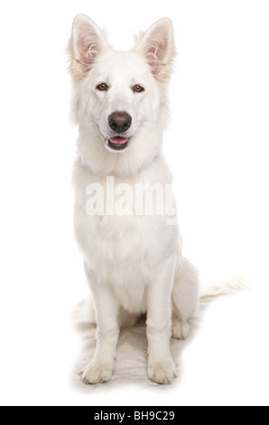 Weiße Schäferhund einzigen Erwachsenen weiblichen Hundesitting Studio Stockfoto