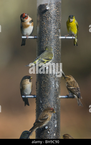 Gut gebrauchte Vogelhäuschen! Niger Samen Zuführung von Zeisige, Birkenzeisige und Stieglitz besucht. New Forest, Hampshire Stockfoto