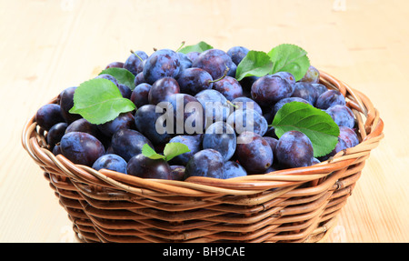 Frisch gepflückt Pflaumenmus Pflaumen in einem Weidenkorb Stockfoto