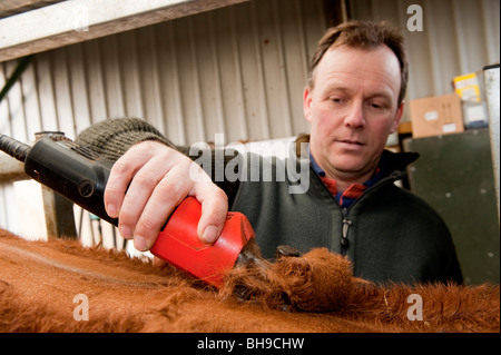 Landwirt trimmen Haare vom Vieh zu halten sauber und gesund Stockfoto