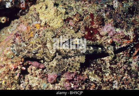 Beaufort Crocodilefische. Cymbacephalus Beauforti. Platycephalidae.Underwater Unterwasserwelt in der Komodo Nationalpark Indonesiens. Stockfoto