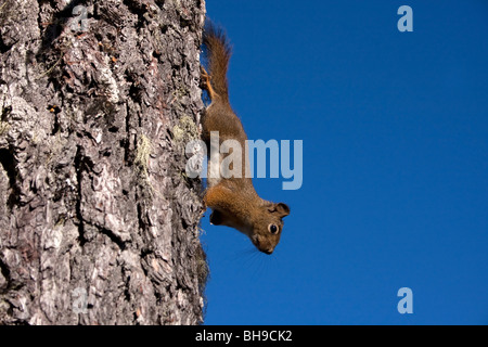 Eichhörnchen Tamiasciurus Hudsonicus liefen Baum im Paradies Wiesen Strathcona Park Vancouver Island BC Kanada im Oktober Stockfoto