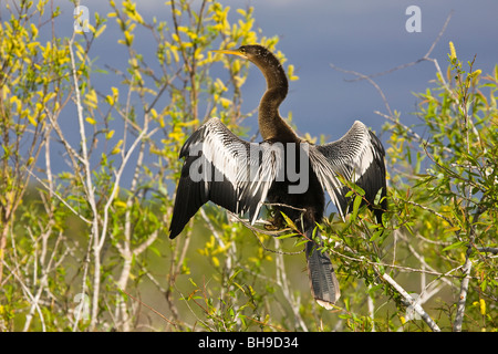 Anhinga auf dem Anhinga Trail im Florida Everglades Nationalpark Stockfoto