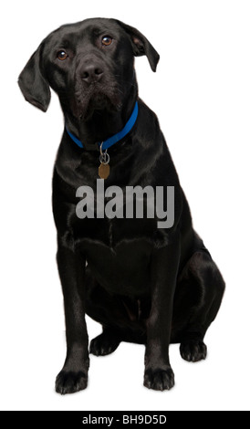 Schwarze Labrador Blick in die Zukunft Stockfoto