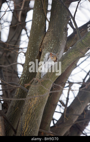 Östliche graue Eichhörnchen Sciurus Carolinensis alleinstehende Erwachsene in einem Baum Gosport, Hampshire Stockfoto