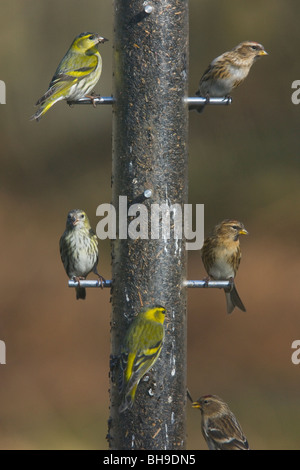Gut gebrauchte Vogelhäuschen! Niger Samen Zuführung von Zeisige und Birkenzeisige besucht. New Forest, Hampshire Stockfoto
