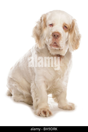 Clumber Spaniel Hund einzelne Männchen sitzen Studio Stockfoto