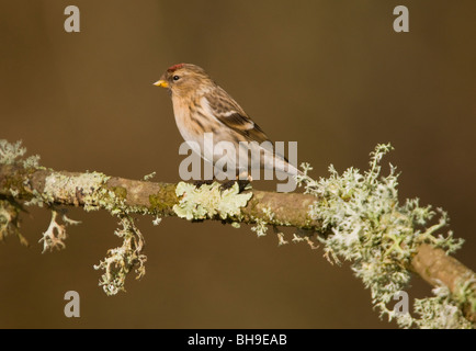 Männliche Redpoll Zuchtjahr Flammea im Frühjahr, thront auf Flechten bedeckten Zweig. New Forest. Stockfoto