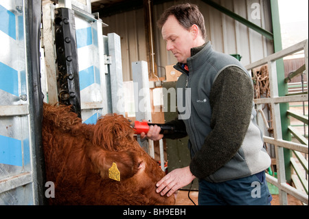 Landwirt trimmen Haare vom Vieh zu halten sauber und gesund Stockfoto