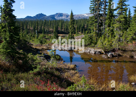 Sub - alpinen Tarn am verboten Plateau Strathcona Park Vancouver Island BC Canada im Oktober Stockfoto