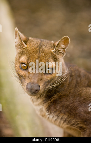 Fossa (Cryptoprocta Ferox). Eingeborener nach Madagaskar. Stockfoto