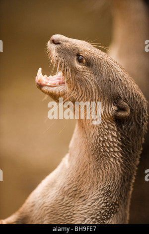 Glatte beschichtete Otter (Lutragale perspicillata). Stockfoto