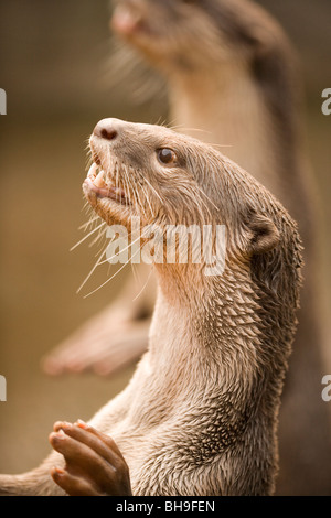 Glatte beschichtete Otter (Lutragale perspicillata). Stockfoto