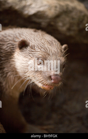 Glatte beschichtete Otter (Lutragale perspicillata). Stockfoto