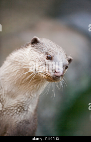 Glatte beschichtete Otter (Lutragale perspicillata). Stockfoto