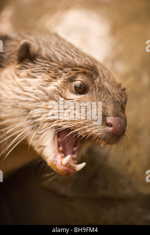 Glatte beschichtete Otter (Lutragale perspicillata). Stockfoto