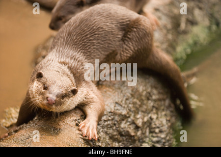 Glatte beschichtete Otter (Lutragale perspicillata). Stockfoto