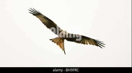 Ein einziger roter Drachen, Milvus milvus, mit ausgebreiteten Flügeln, schwebt im Wind vor einem cremefarbenen Hintergrund Stockfoto