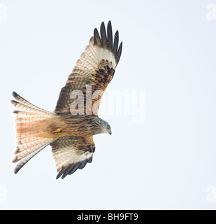 Ein einziger roter Drachen, Milvus Milvus, mit seinen ausgebreiteten Flügeln bereitet sich auf die Suche nach Nahrung, während er gegen einen hellgrauen Winterhimmel aufsteigt Stockfoto