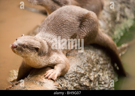 Glatte beschichtete Otter (Lutragale perspicillata). Stockfoto