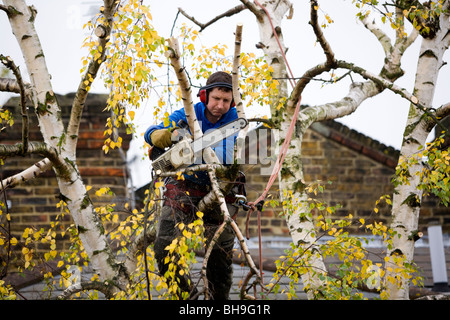 Baumpfleger trimmen einen Baum mit einer Kettensäge. Stockfoto