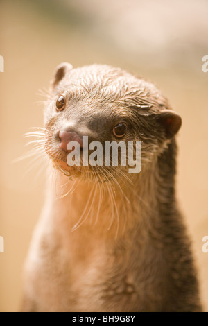 Glatte beschichtete Otter (Lutragale perspicillata). Stockfoto