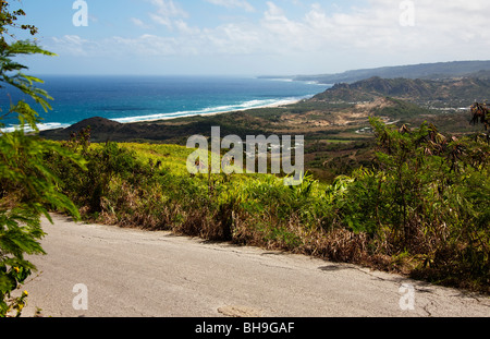 Zuckerrohr wächst bei Cherry Tree Hill in der Nähe der rum-Brennerei von St. Nicholas Abbey auf der Karibikinsel Barbados Stockfoto