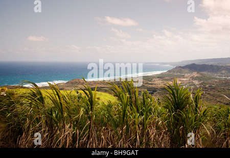 Zuckerrohr wächst bei Cherry Tree Hill in der Nähe der rum-Brennerei von St. Nicholas Abbey auf der Karibikinsel Barbados Stockfoto