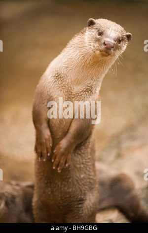 Glatte beschichtete Otter (Lutragale perspicillata). Stockfoto