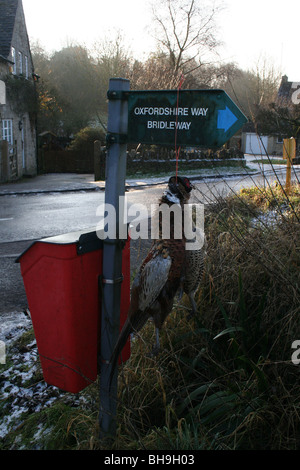 Eine Klammer der Fasane hängend auf einem Fußweg Schild in Oxfordshire, England uk Stockfoto