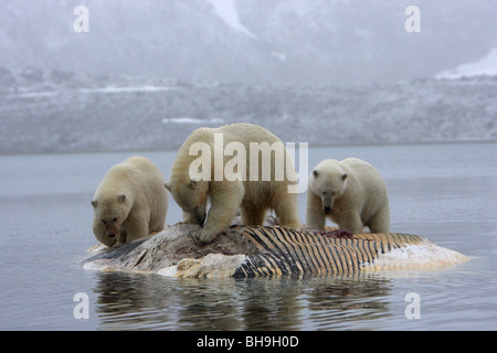 Eisbär Ursus Maritimus drei stehend auf einem schwimmenden Fin Walkadaver mit einem Spiegelbild im Wasser im Winter füttern Stockfoto