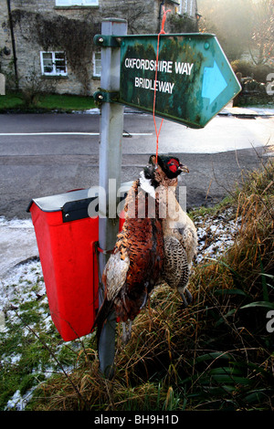 Eine Klammer der Fasane hängend auf einem Fußweg Schild in Oxfordshire, England uk Stockfoto