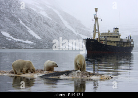 Eisbär Ursus Maritimus drei ständigen Fütterung auf eine Fin Walkadaver in das Wasser mit dem Schiff die Orino im Hintergrund Stockfoto