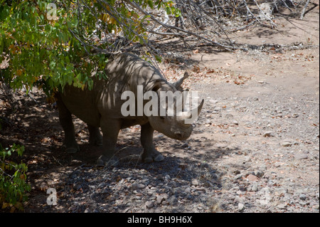 Black Rhino tracking in der Palmwag Konzession, Nord-West-Namibia. Stockfoto