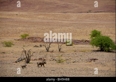 Black Rhino tracking in der Palmwag Konzession, Nord-West-Namibia. Stockfoto