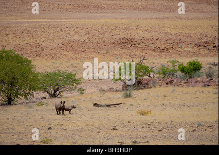 Black Rhino tracking in der Palmwag Konzession, Nord-West-Namibia. Stockfoto